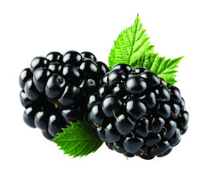 Blackberry PNG-26565